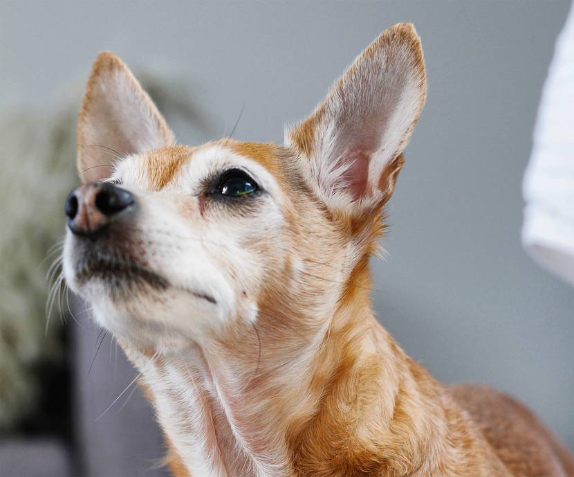 Hund mit großen Ohren