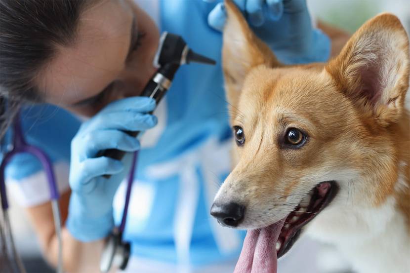 Milben im Ohr beim Hund: Diagnose