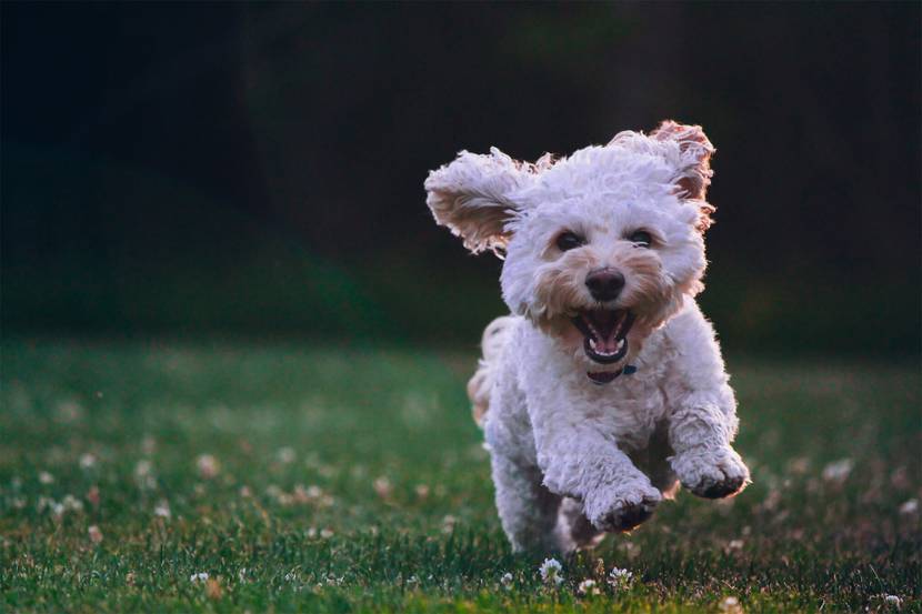 Mit diesen Tipps beugst Du Ohrmilben beim Hund vor