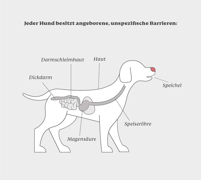 Die Barrieren des Immunsystems beim Hund als Infografik