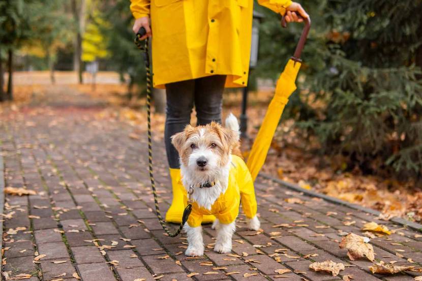 Hund bei schlechtem Wetter mit einem Hunde-Regenmantel