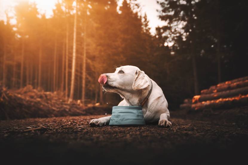 Hund liegt im Wald und trinkt aus Napf vor sich