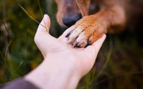 Hundepfote in der Handfläche einer menschlichen Hand
