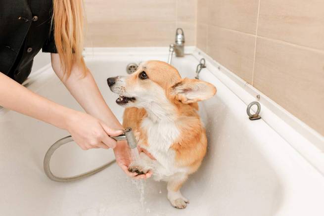 Corgi-Hund, der in der Badewanne seine Pfoten gewaschen bekommt