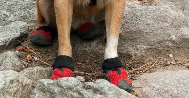 Hund trägt Hundeschuhe in den Bergen