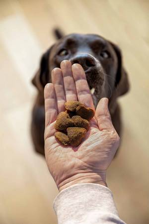 Hand mit Leckerlis für Hunde