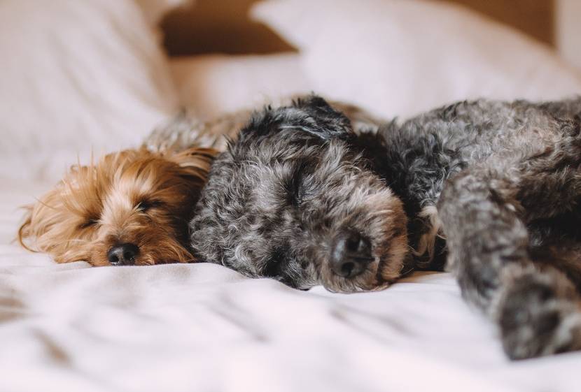 Müder Hund: Schlafpositionen sind oft kein Zufall