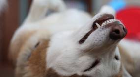 Zahnpflege beim Hund: Was hilft wirklich?