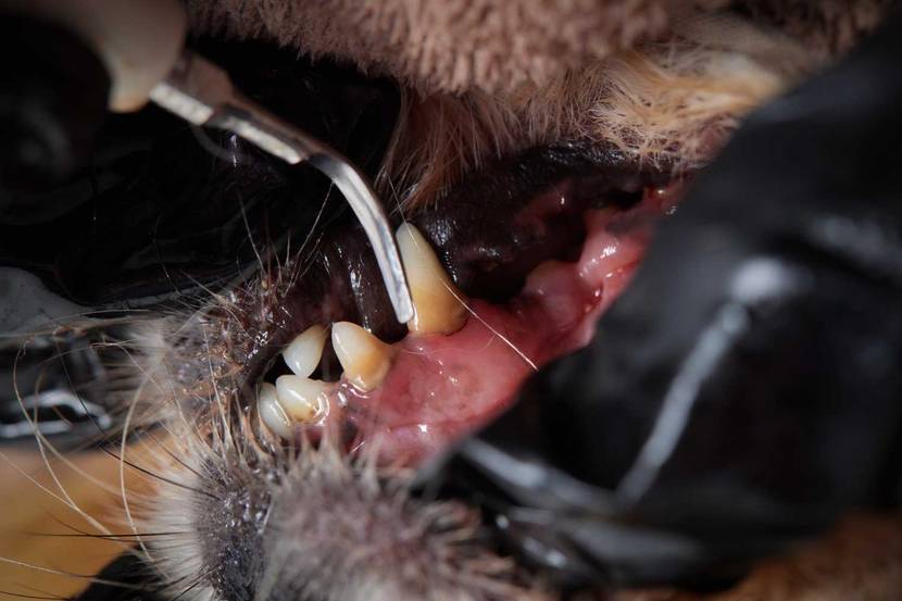 Wieso ist Zahnpflege beim Hund wichtig?
