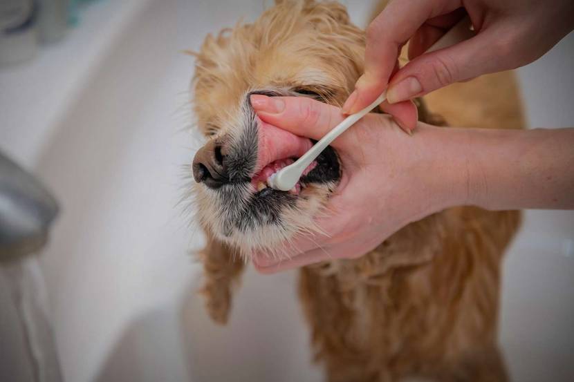 Hund werden die Zähne geputz