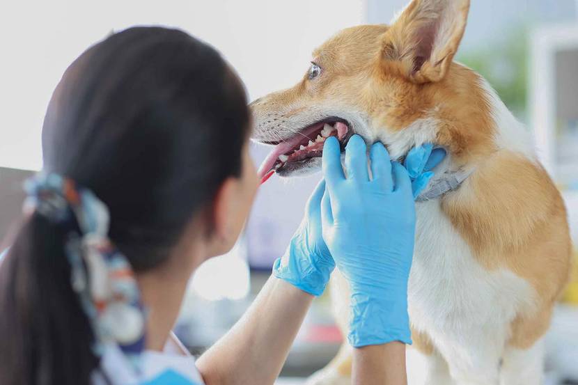 Zahnkontrolle Hund beim Zahnarzt