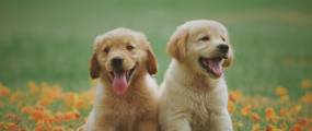 Zahnwechsel beim Hund: Ablauf, Symptome und hilfreiche Tipps