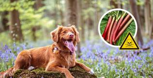 Hund neben Rhabarber, der in zu hohen Dosen giftig sein kann