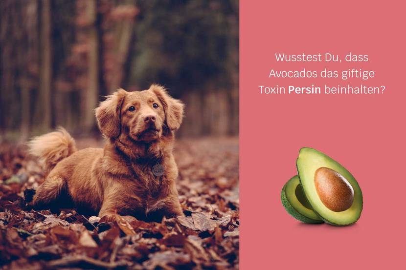 Hund neben einer Avocado, die aufgrund von Persin giftig sein kann