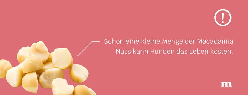 Macadamianüsse, die für Hunde giftig sein können
