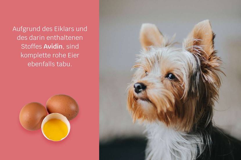 Ein Hund neben einigen Eiern, die für Hunde gefährlich sein können, wenn sie roh sind