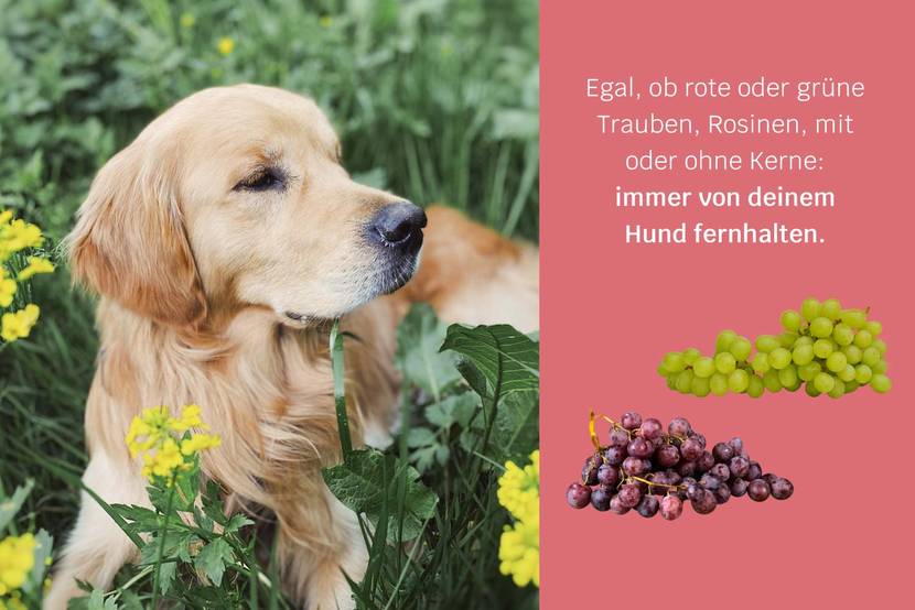 Ein Hund neben einigen Weintrauben, die für Hunde giftig sein können