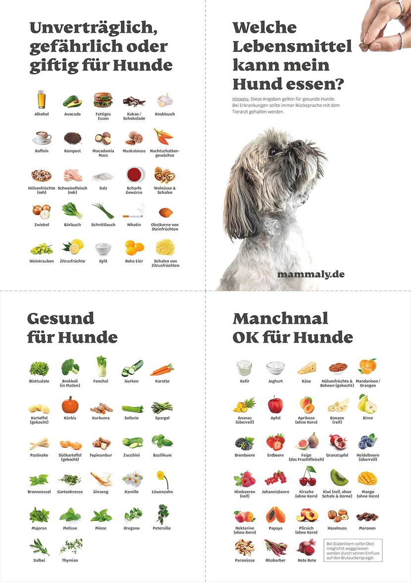 Zusammenfassung - gute und schlechte Lebensmittel für Hunde