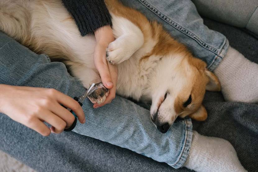 Warum leckt sich mein Hund die Pfoten? Ursachen und Lösungen mammaly