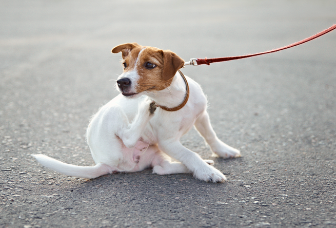 Hund kratzt sich aufgrund Allergie