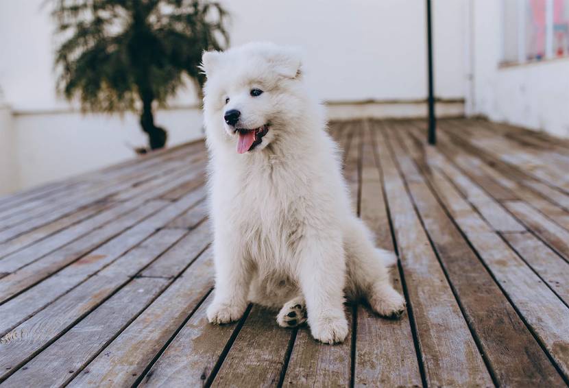 Hund rutscht auf Po - Wurmbefall