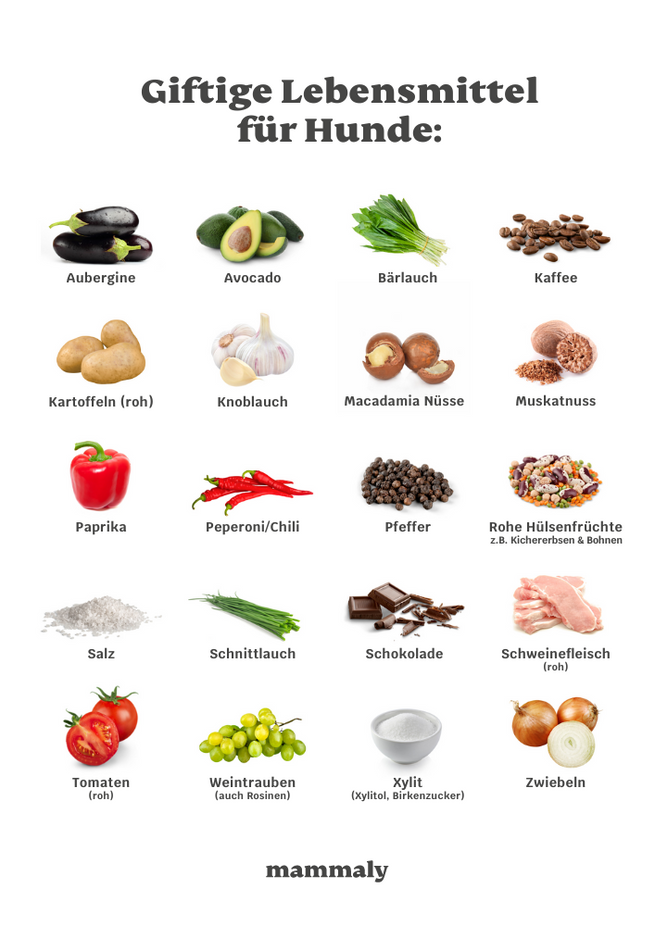 Giftige Lebensmittel für Hunde Infografik