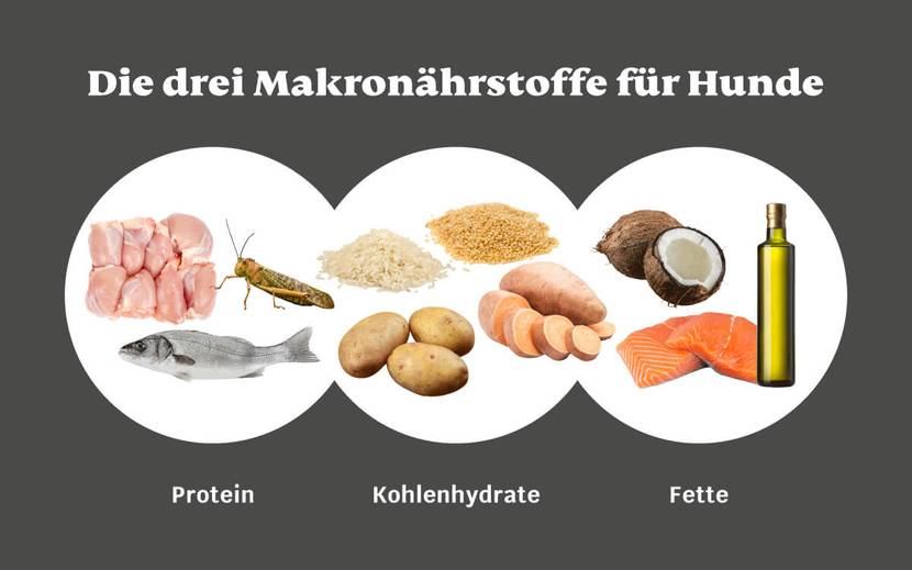 Die drei Makronährstoffe für Hunde