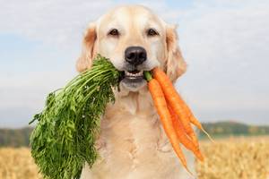 Hund mit Karotten im Maul