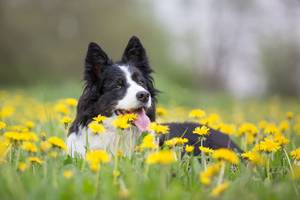 Hund auf der Wiese mit Löwenzahn Blumen