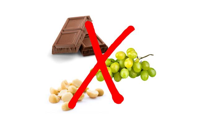 Ein rotes Kreuz bedeckt Schokolade, Weintrauben und Macadamianüsse und veranschaulicht, welche Lebensmittel Hunde nicht fressen dürfen.