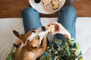 Hund und banane