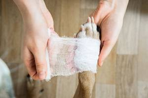 Hundepfote in Bandage