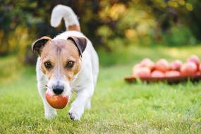 Dürfen Hunde Äpfel essen? Das musst du wissen!