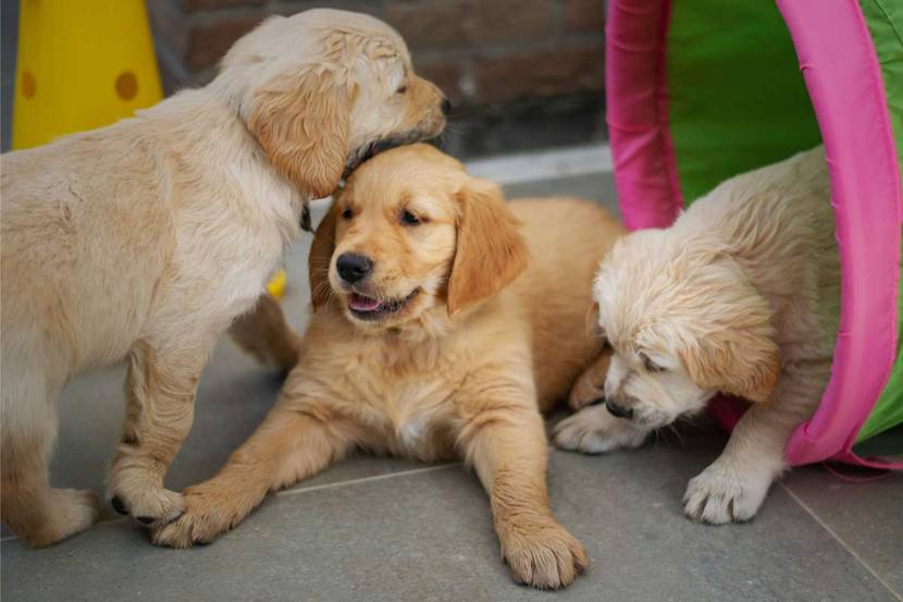 Welpen in der Hundeschule