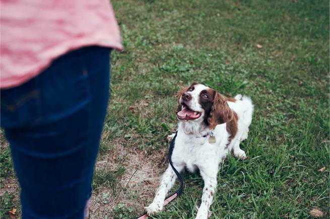 Hund übt Sitz und Platz