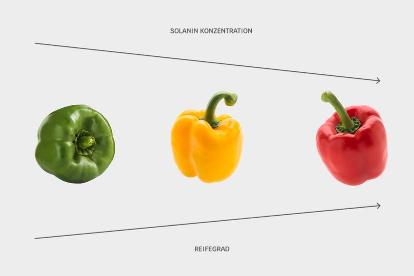 Paprika im Napf: Das gibt es dabei zu beachten