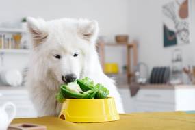 Dürfen Hunde Paprika essen?