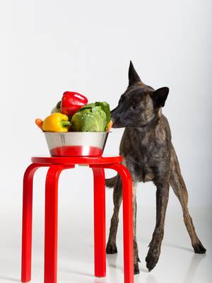 Hund mit Gemüse