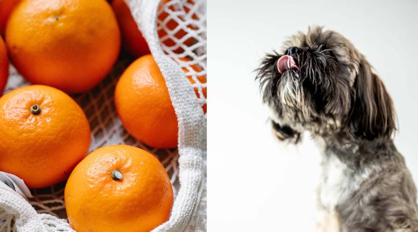 Fazit - Dürfen Hunde Mandarine essen?