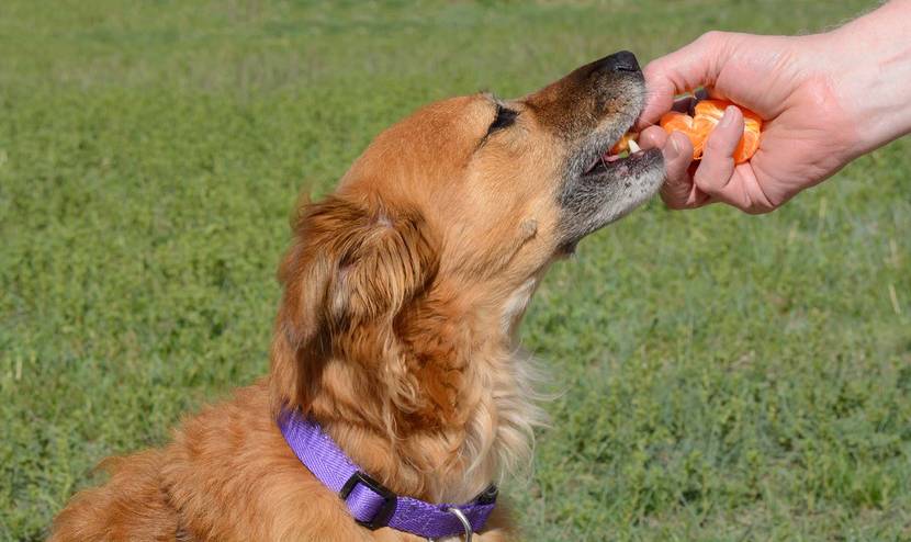 Warum sind Mandarinen gut für Hunde?