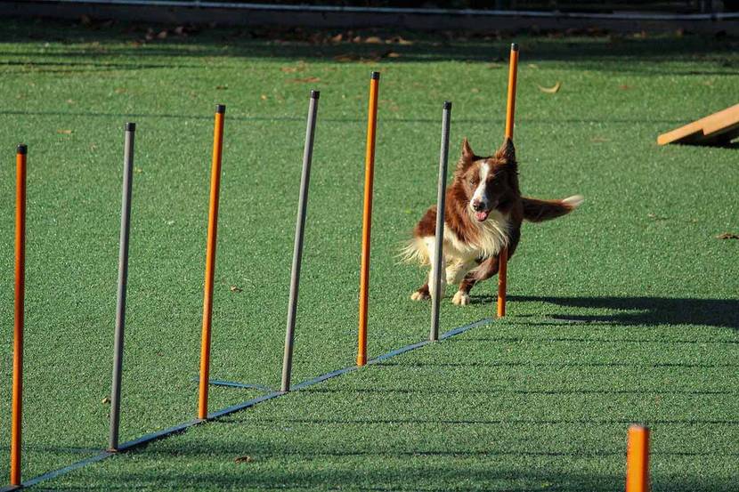 Hund beim Training