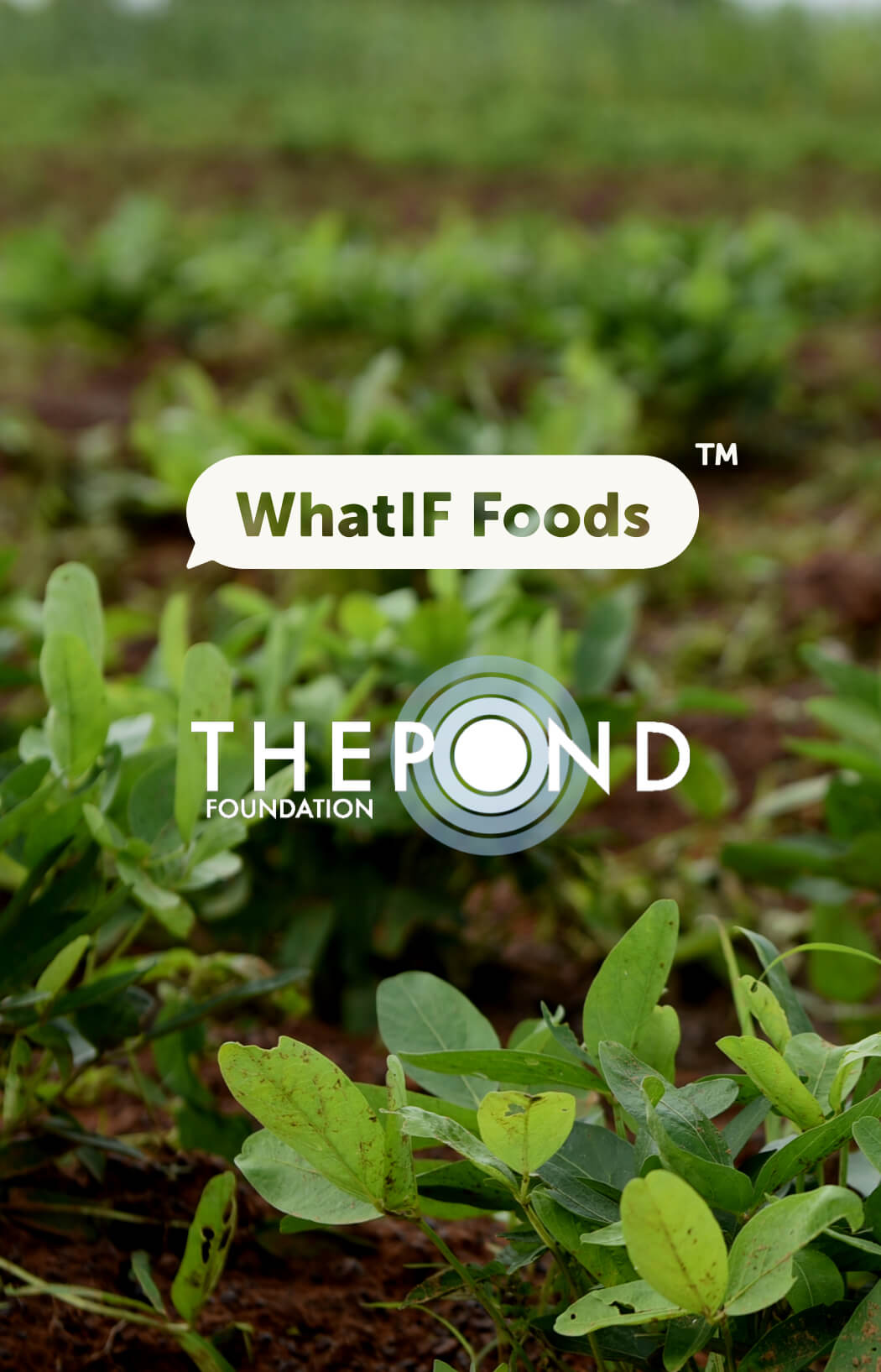 WhatIF Foods and the Pond - Thumbnail.jpg