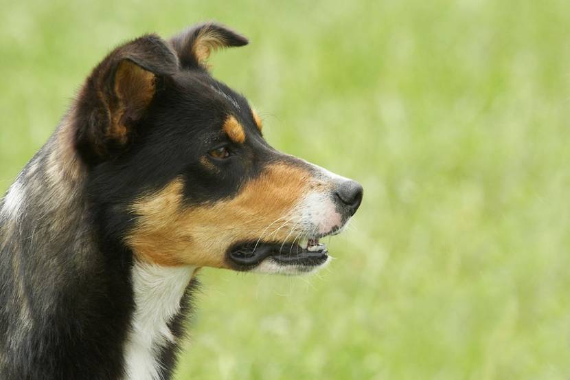 Hund mit Ohren nach vorne