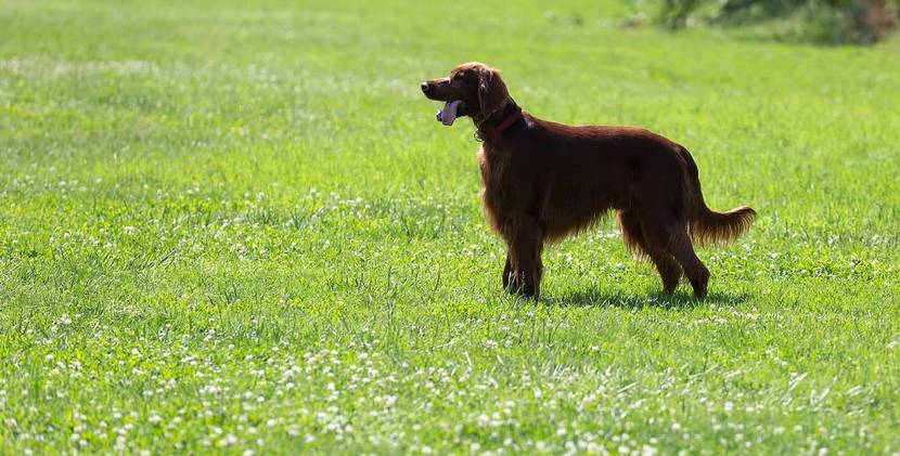 Hund mit neutraler Rute