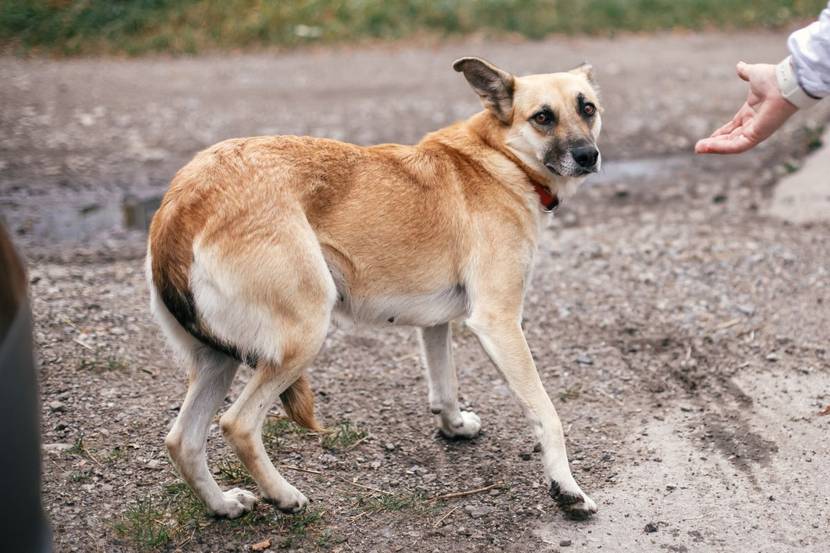 Hund hat Angst und Rute ist eingeklemmt