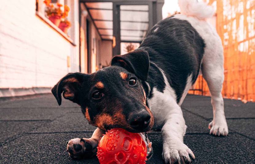 Hund macht Spielvorbeugung