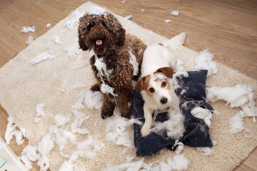 Hunde haben ein Kissen zerstört