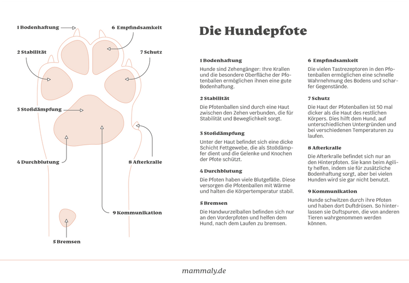 Grundlegender Aufbau der Hundepfote