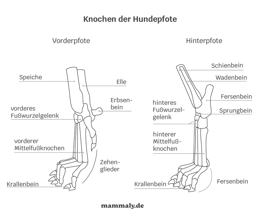 Knochen der Hundepfote Desktop Version
 