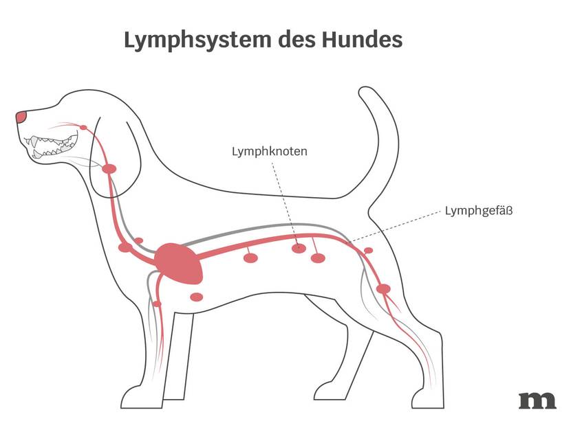 Die Anatomie der Hundepfote